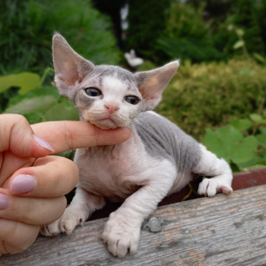 Chloe Devon Rex female, blue bicolour