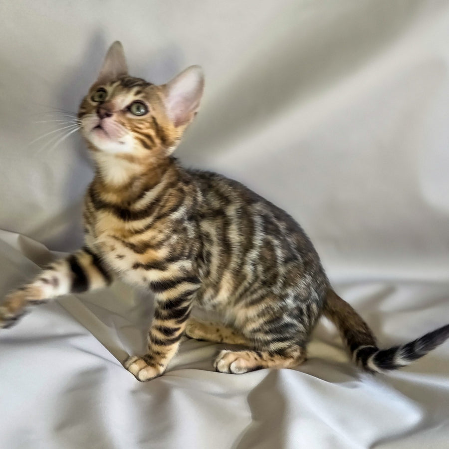 Mike Bengal male, black spotted tabby