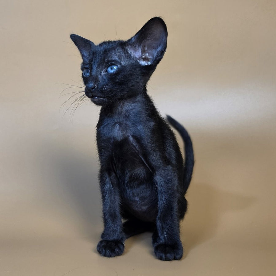 Finn Oriental Shorthair male, black