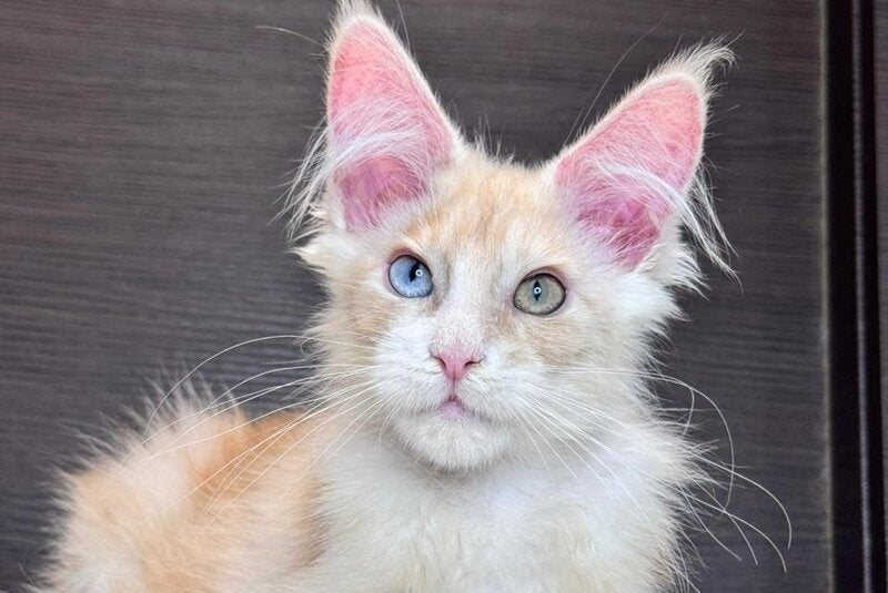 Melvin Maine Coon male cream silver with white - live animals
