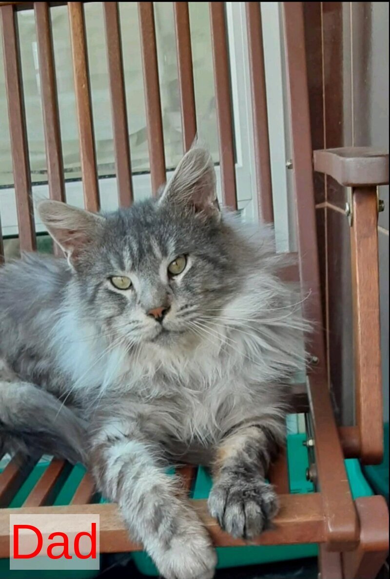 Zabava Maine Coon female, black tortie silver ticked tabby