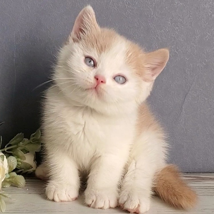Duke British Shorthair male, cream bicolour