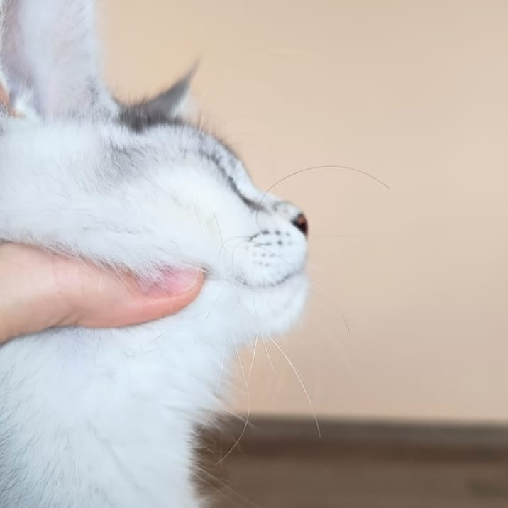 Evana Maine Coon female, black silver ticked tabby