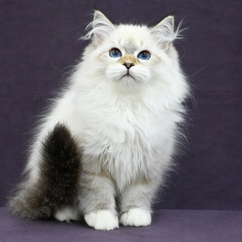 Lika Siberian female, black tabby pointed with white