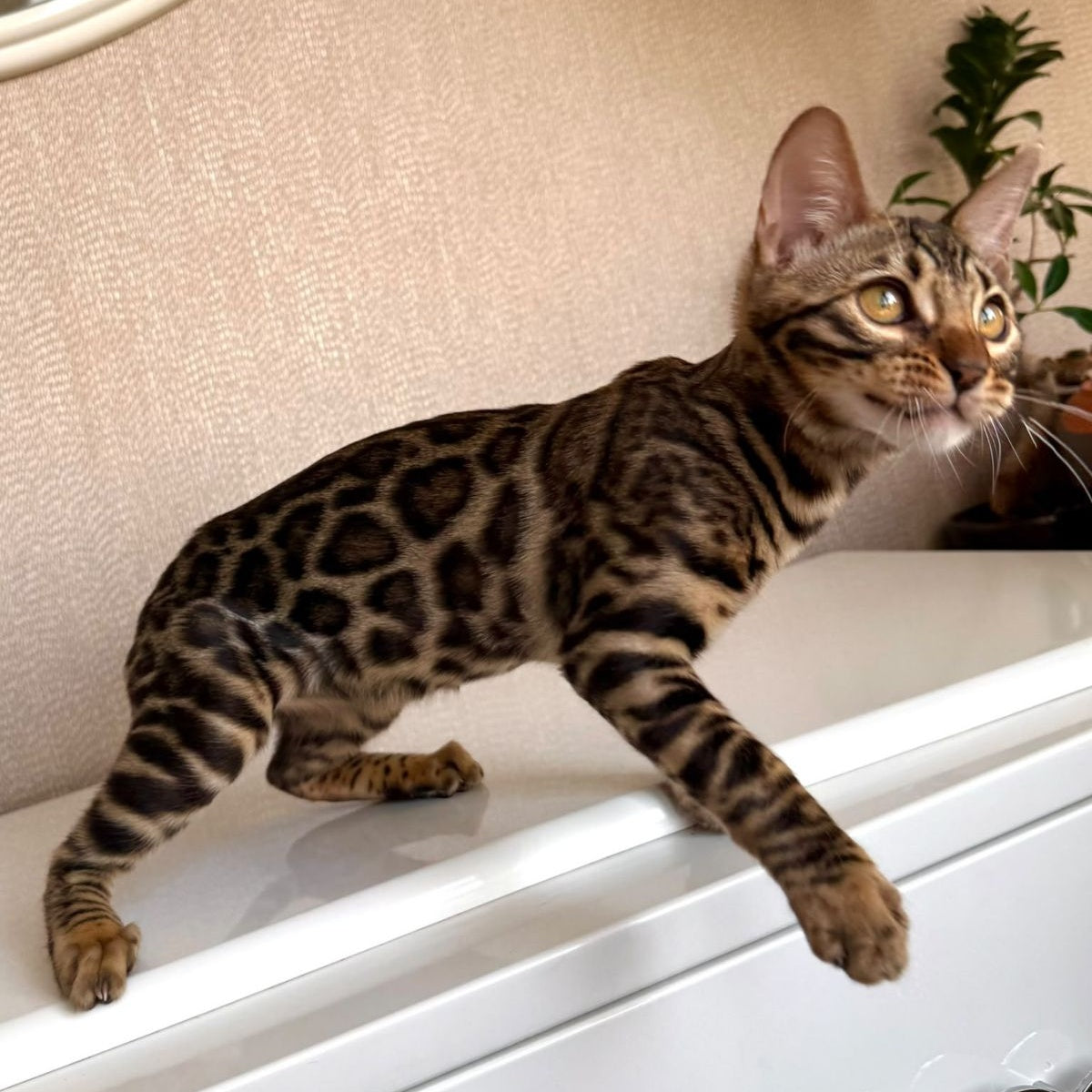Genesis Bengal female, black spotted tabby