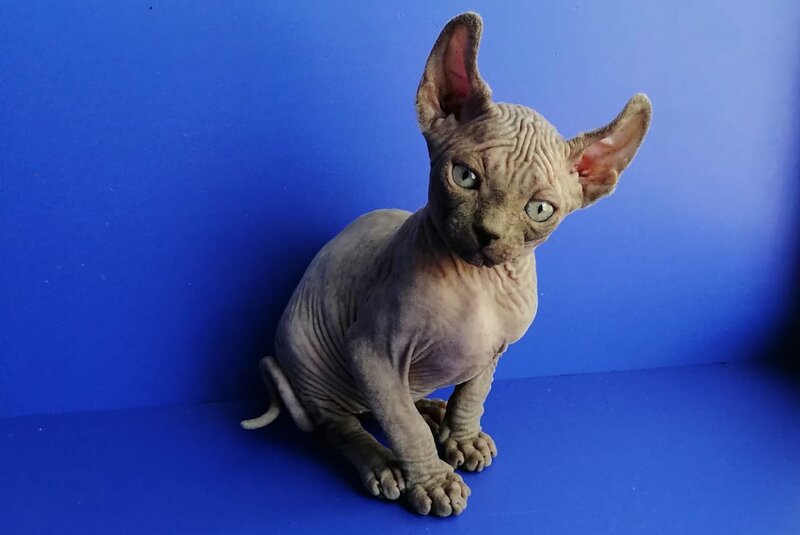 Gamlet Elf male, blue