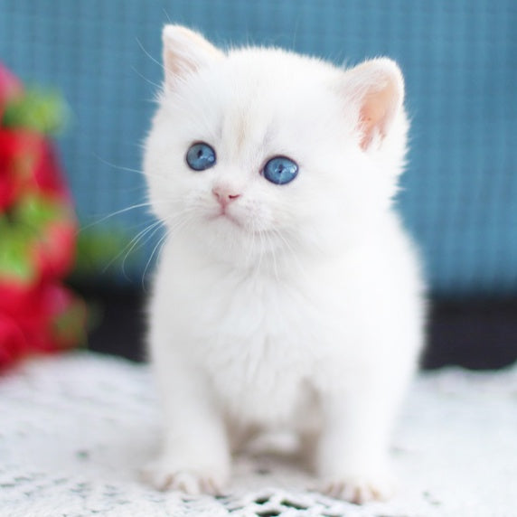 Flora British Shorthair female, black golden shaded pointed