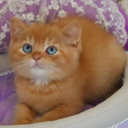 Migel British Shorthair male, red