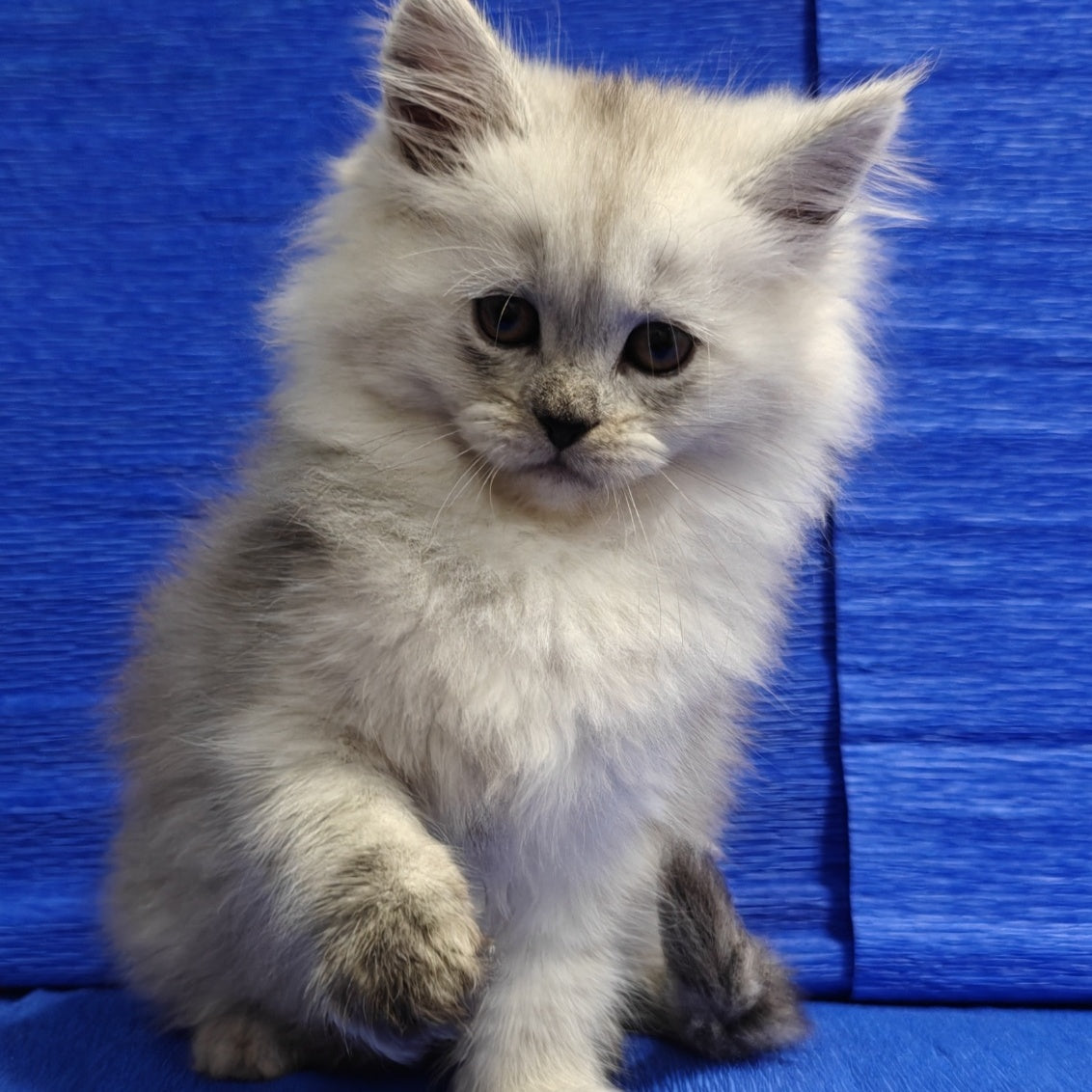 Nora Maine Coon female, black silver