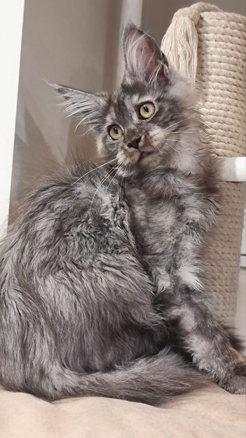 Cassia Maine Coon female black silver - live animals