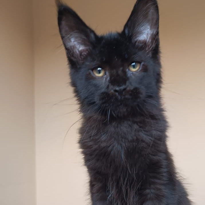 Deniz Maine Coon male, black