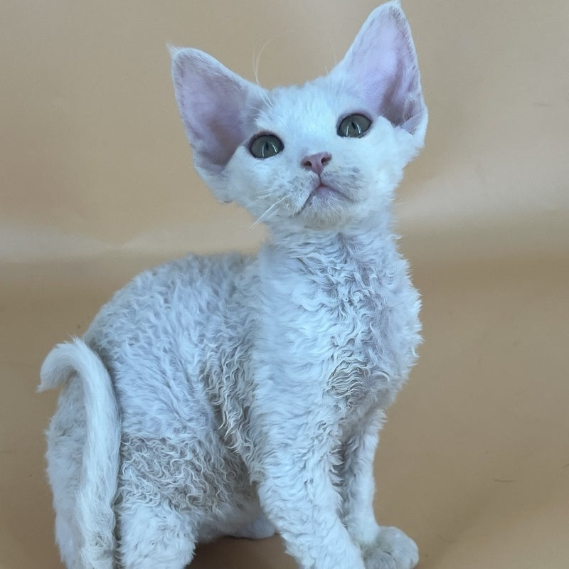Alma Devon Rex female, white