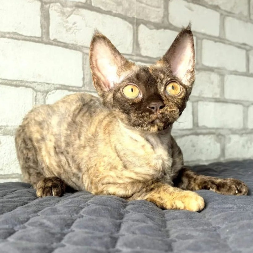 Arnij Devon Rex female, chocolate tortie