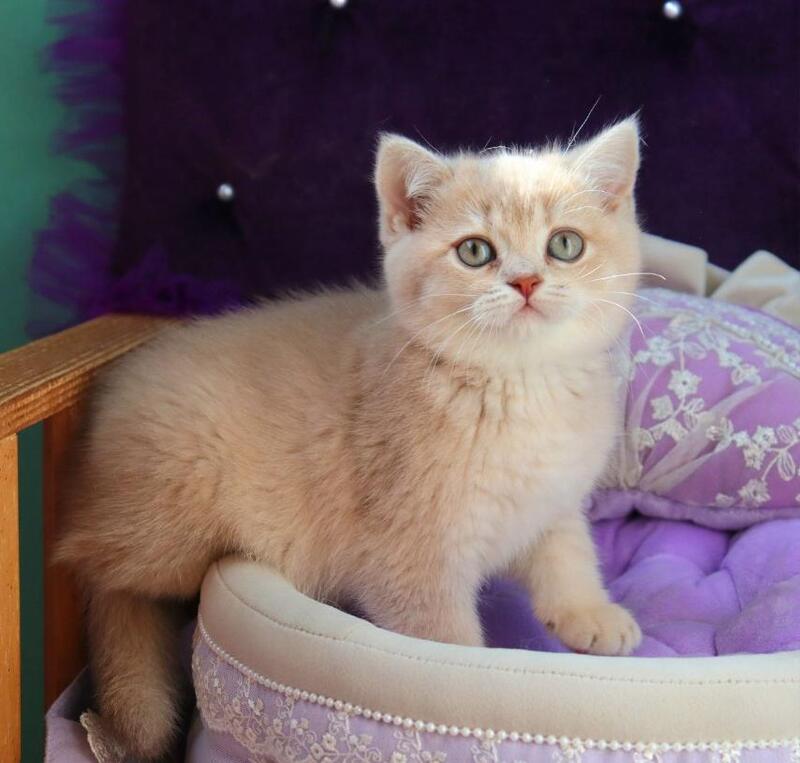 Perla British Shorthair female lilac golden shaded - live animals