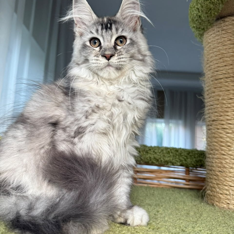 Juliet Maine Coon female, black tortie silver ticked tabby