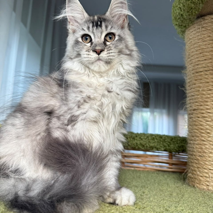 Juliet Maine Coon female, black tortie silver ticked tabby