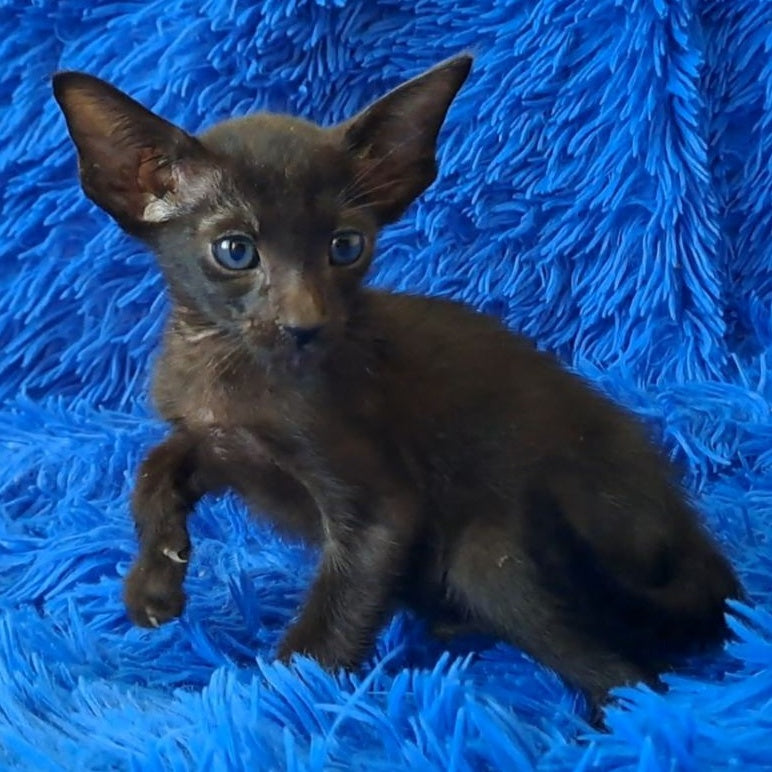 Lotus Oriental Shorthair male, black