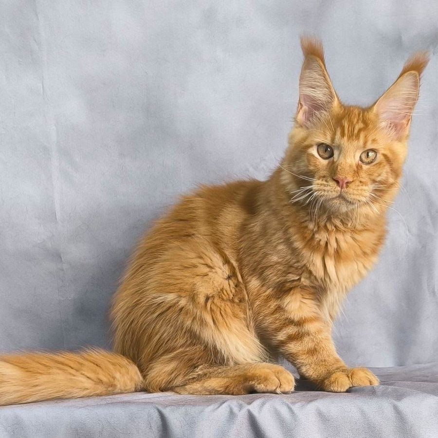 Hermes Maine Coon male, red