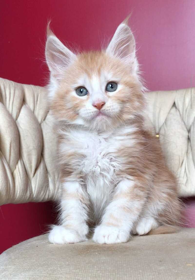 Yogurt Maine Coon male red silver tabby bicolour - live animals