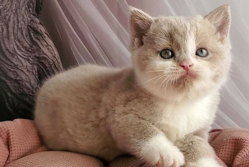 Una British Shorthair female, fawn bicolour