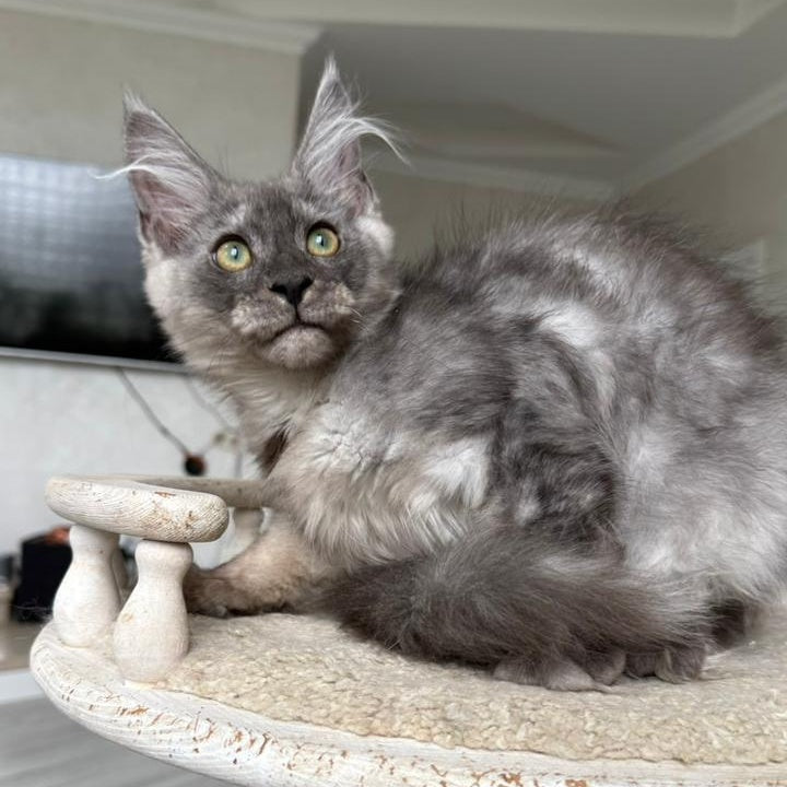 Kupidon Maine Coon male, black silver with white