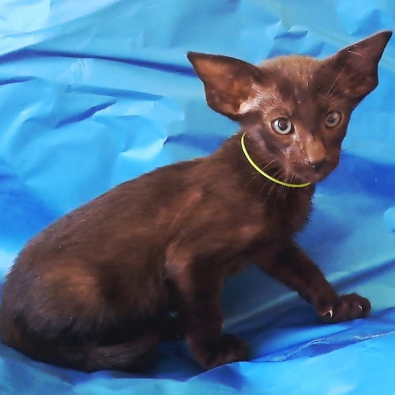 Lui Oriental Shorthair male, black