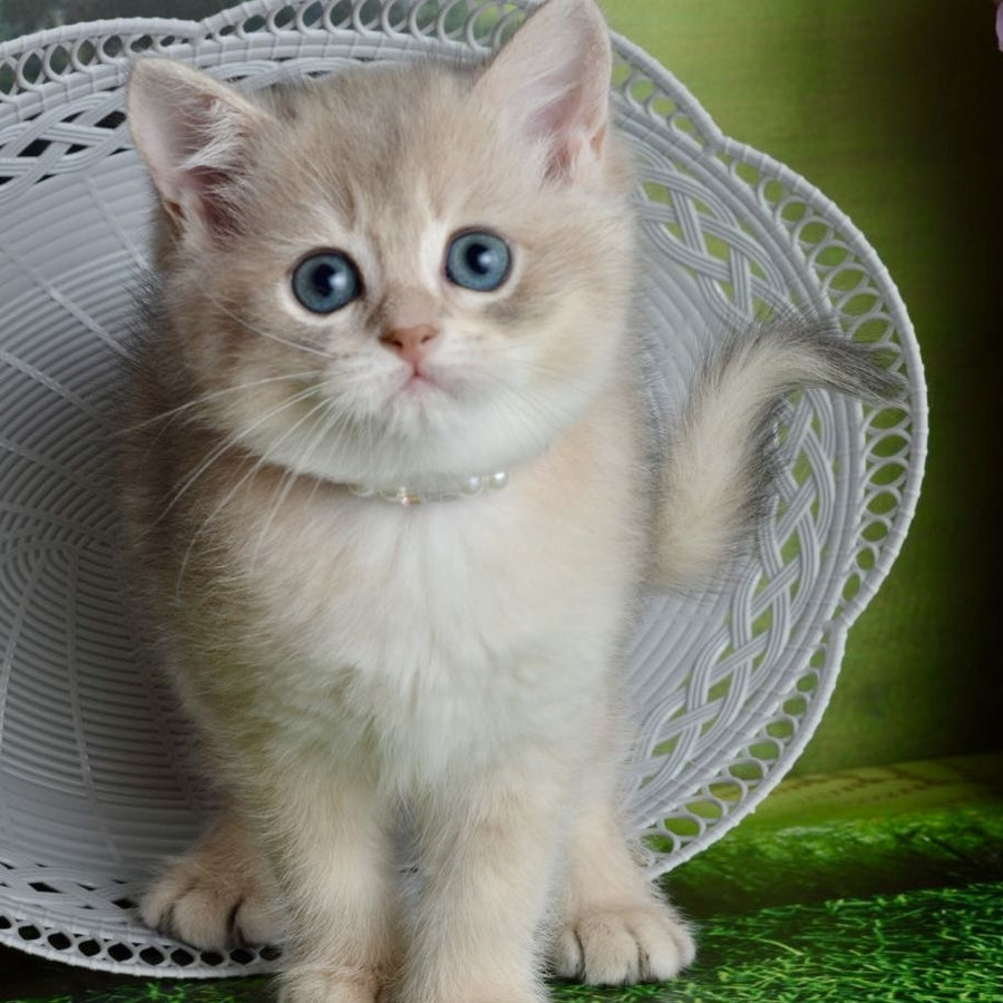 Ursula British Shorthair female, blue golden shaded
