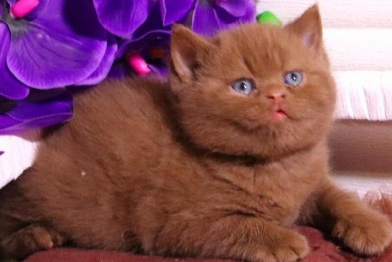 Peper British Shorthair male cinnamon - live animals