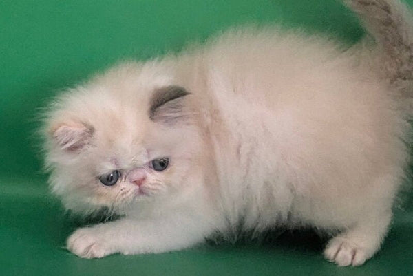 Nelli Persian female blue tortie pointed bicolour - live animals