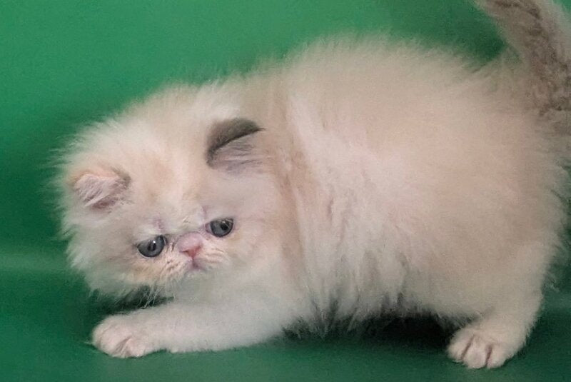 Nelli Persian female, blue tortie pointed bicolour