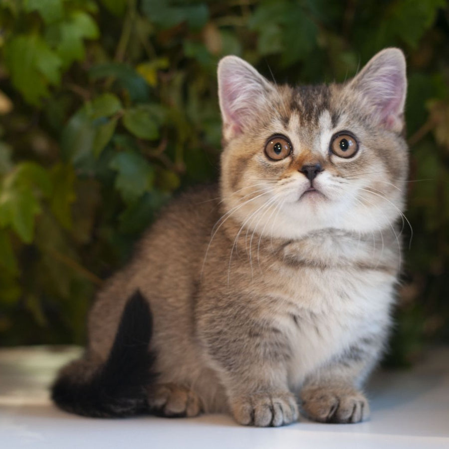 Lolita Munchkin female, black ticked tabby