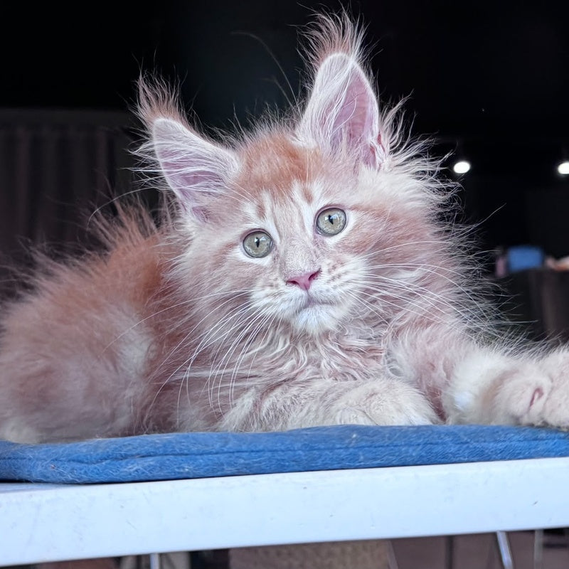 Winston Noir Maine Coon male, cream tabby