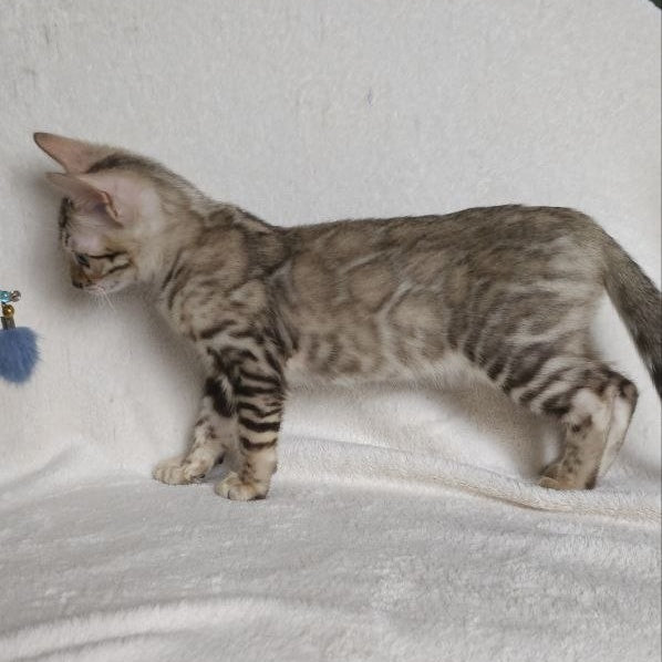 Max Bengal male, seal tabby