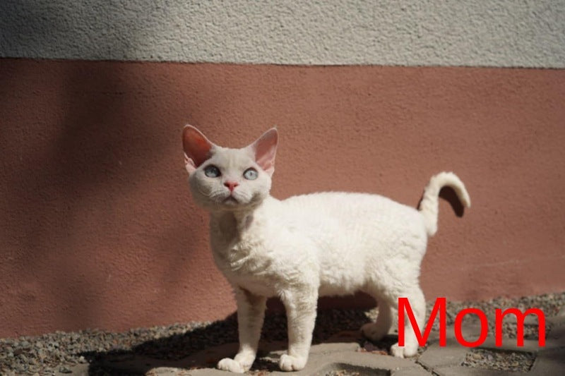 Zorro Devon Rex male, white