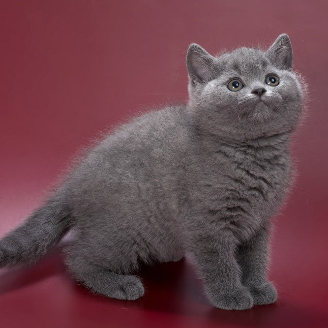 Percy British Shorthair male, blue