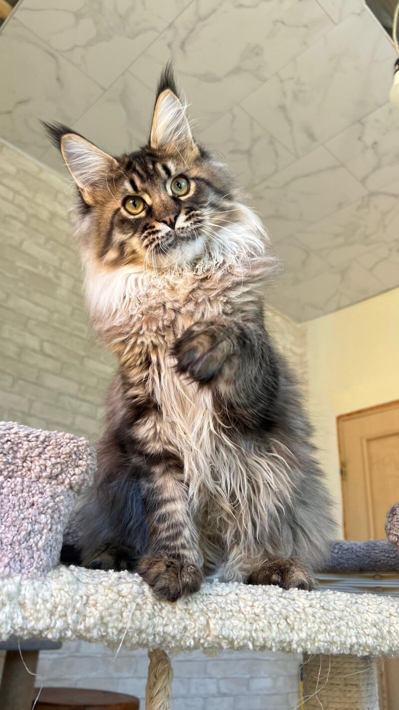 Forest Maine Coon male, black spotted tabby