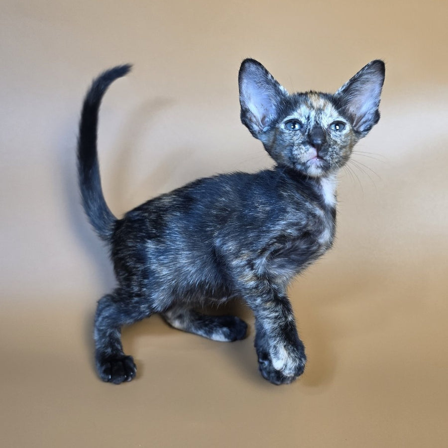 Fenja Oriental Shorthair female, black tortie
