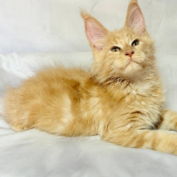 Lazarus Maine Coon polydactyl 6x6x6x6 male, cream silver tabby