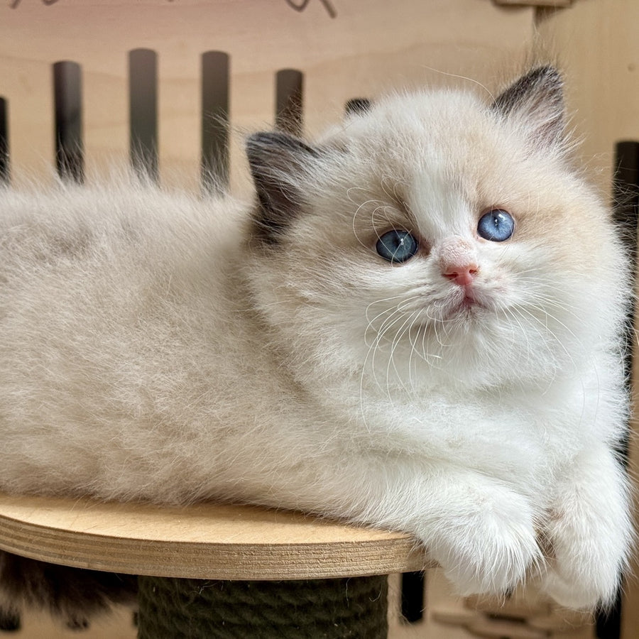 Muffin Ragdoll male, black bicolour