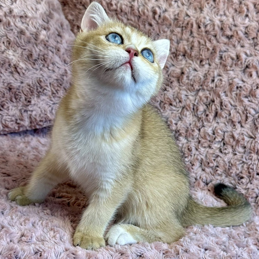 Finik British Shorthair male, black golden shaded with white
