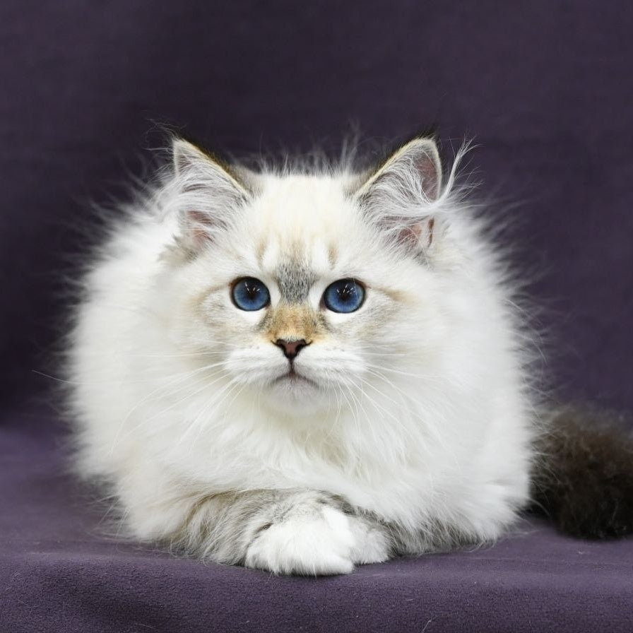 Lika Siberian female, black tabby pointed with white