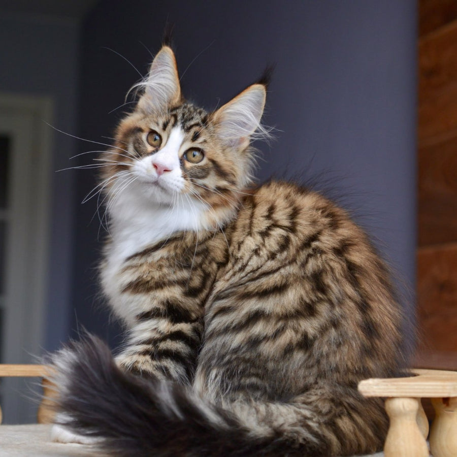 Bright Star Maine Coon male, black with white spotted tabby