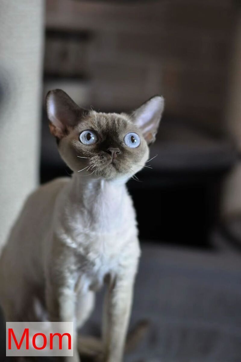 Sofia Devon Rex female, chocolate bicolour