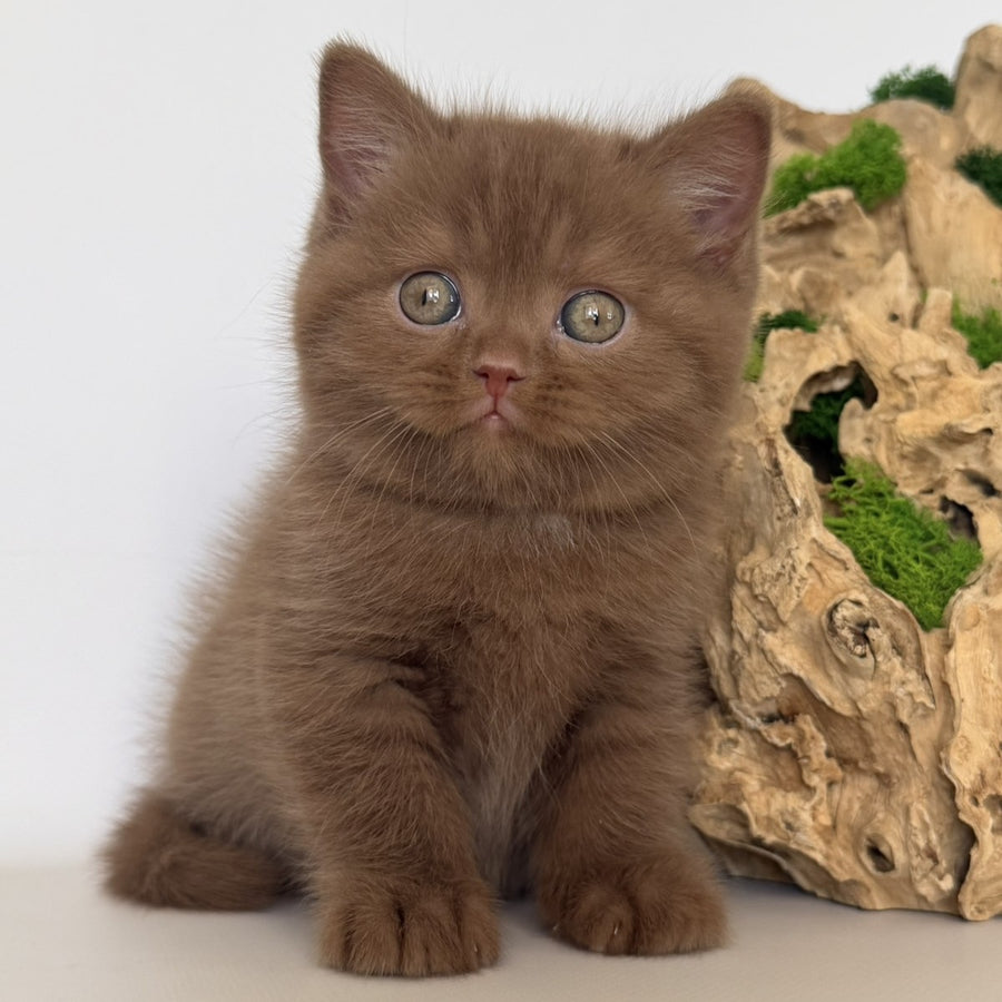 Gustav British Shorthair male, cinnamon