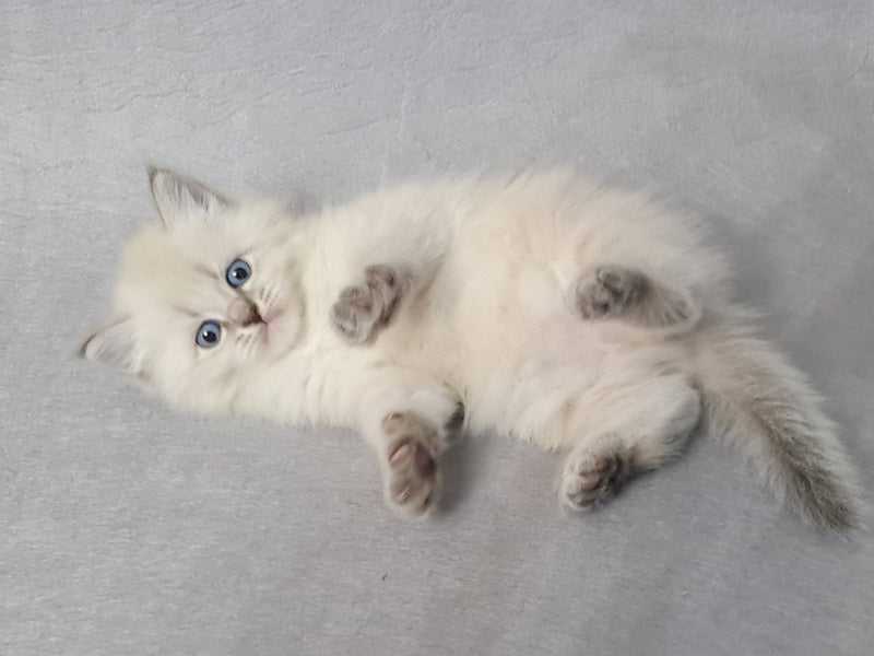 Angel Siberian male blue tabby pointed - live animals