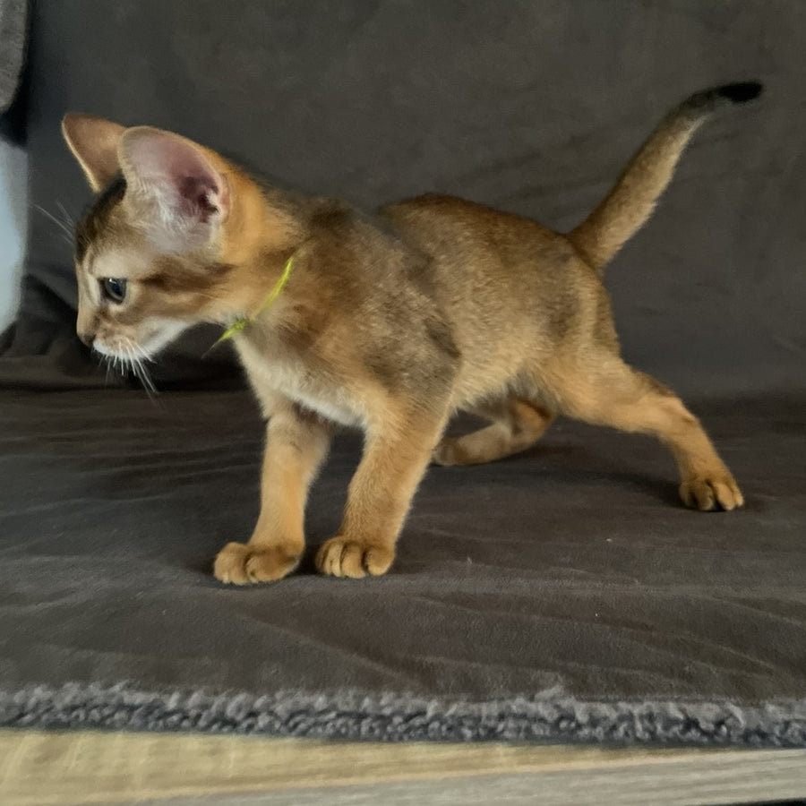 Flora Abyssinian female, black