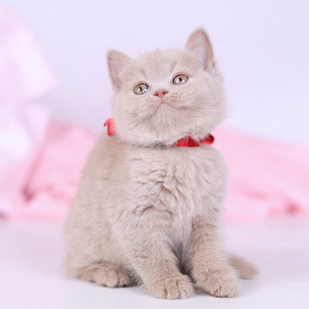 Nella British Shorthair female, fawn