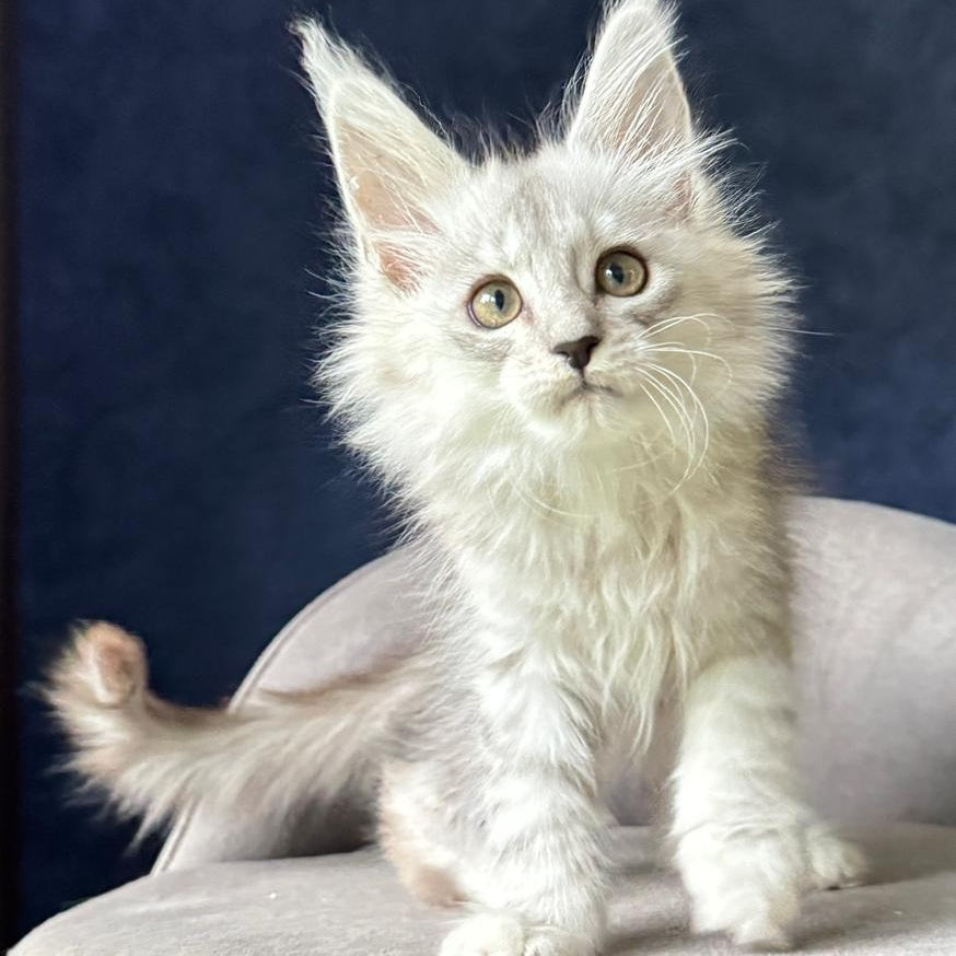 Yent Maine Coon male, black silver spotted tabby