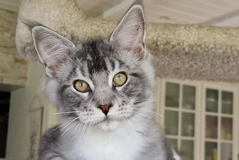 Archi Maine Coon male, black silver with white