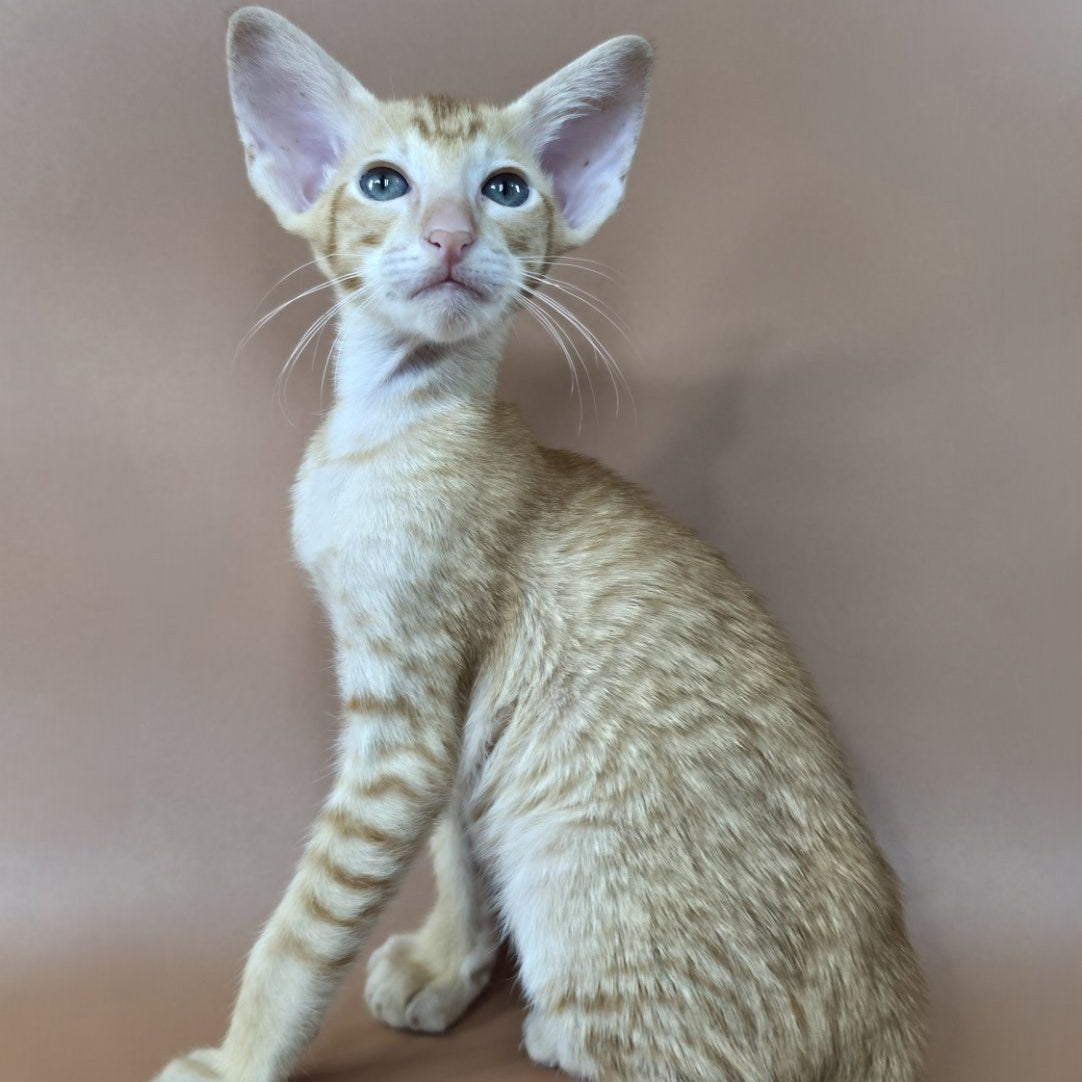 Khepri Oriental Shorthair male, red spotted tabby